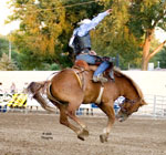T_03_bronc-1.jpg
